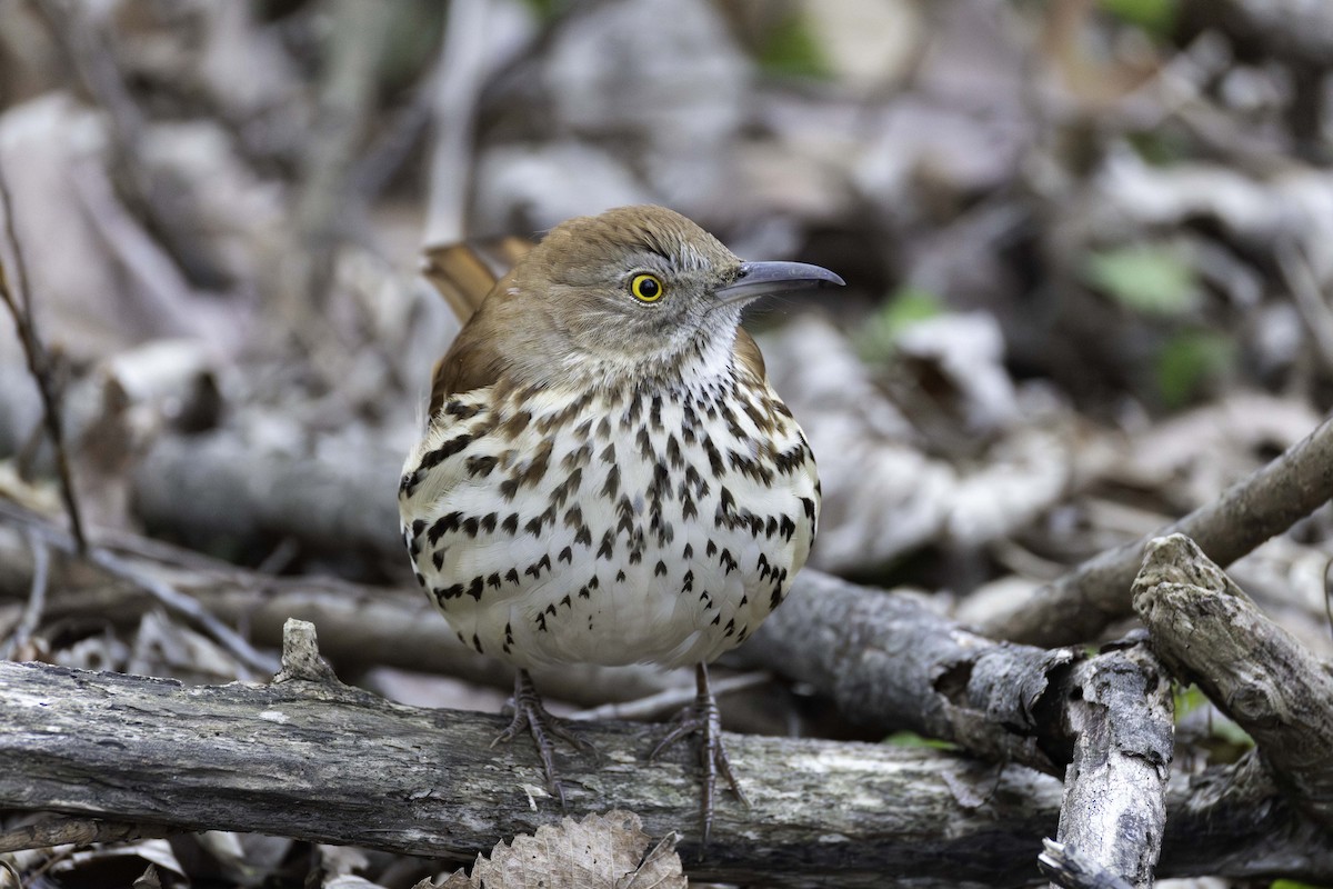 brunspottefugl - ML647414475