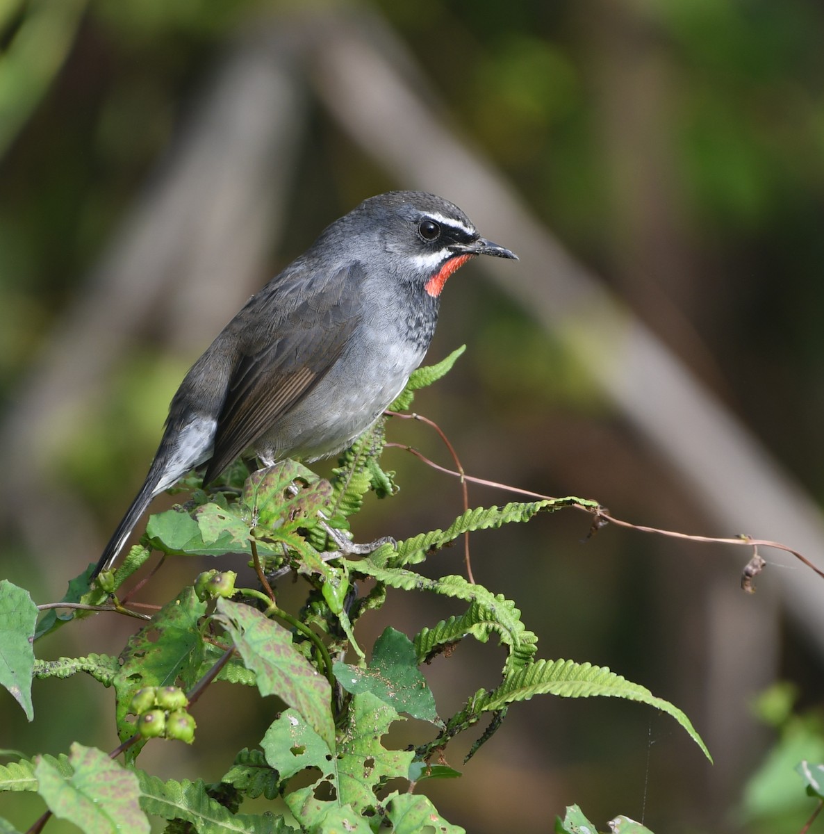 Chinese Rubythroat - ML647414478