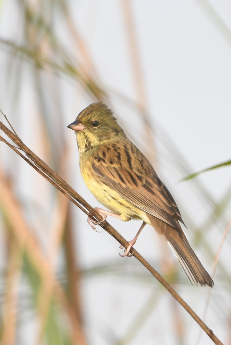 strnad šedokápý - ML647414489