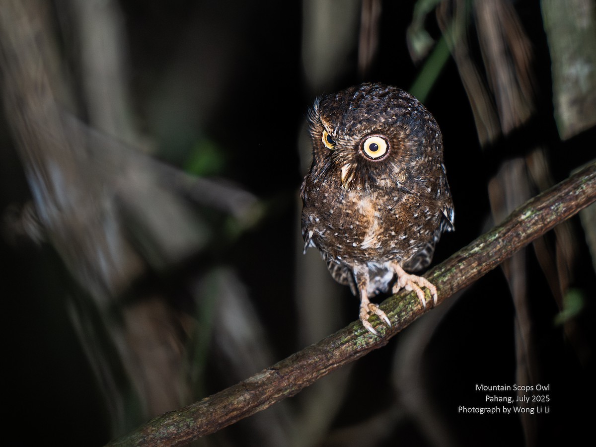 Mountain Scops-Owl - ML647414490