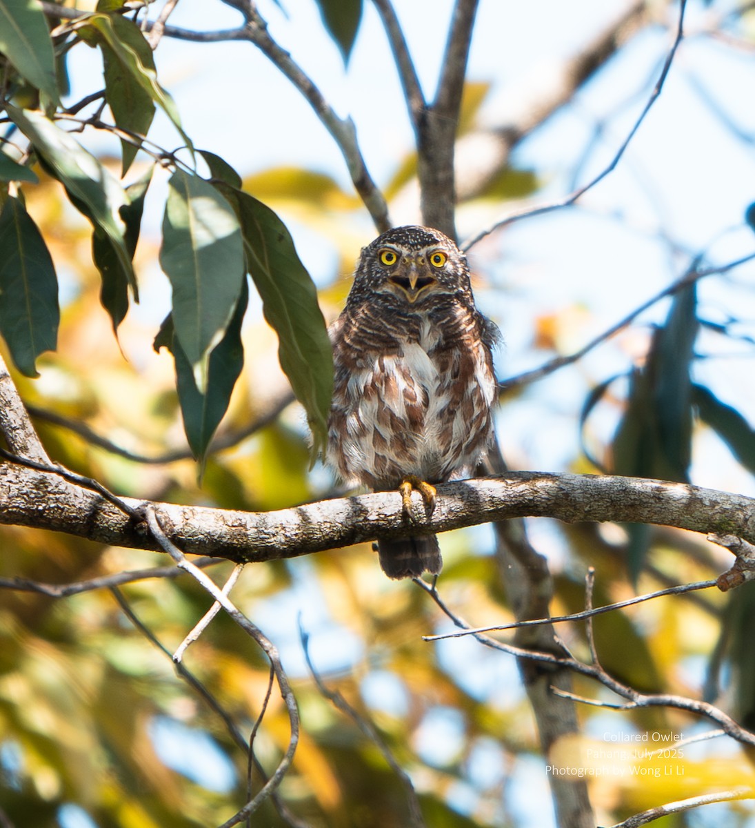 Collared Owlet - ML647414492