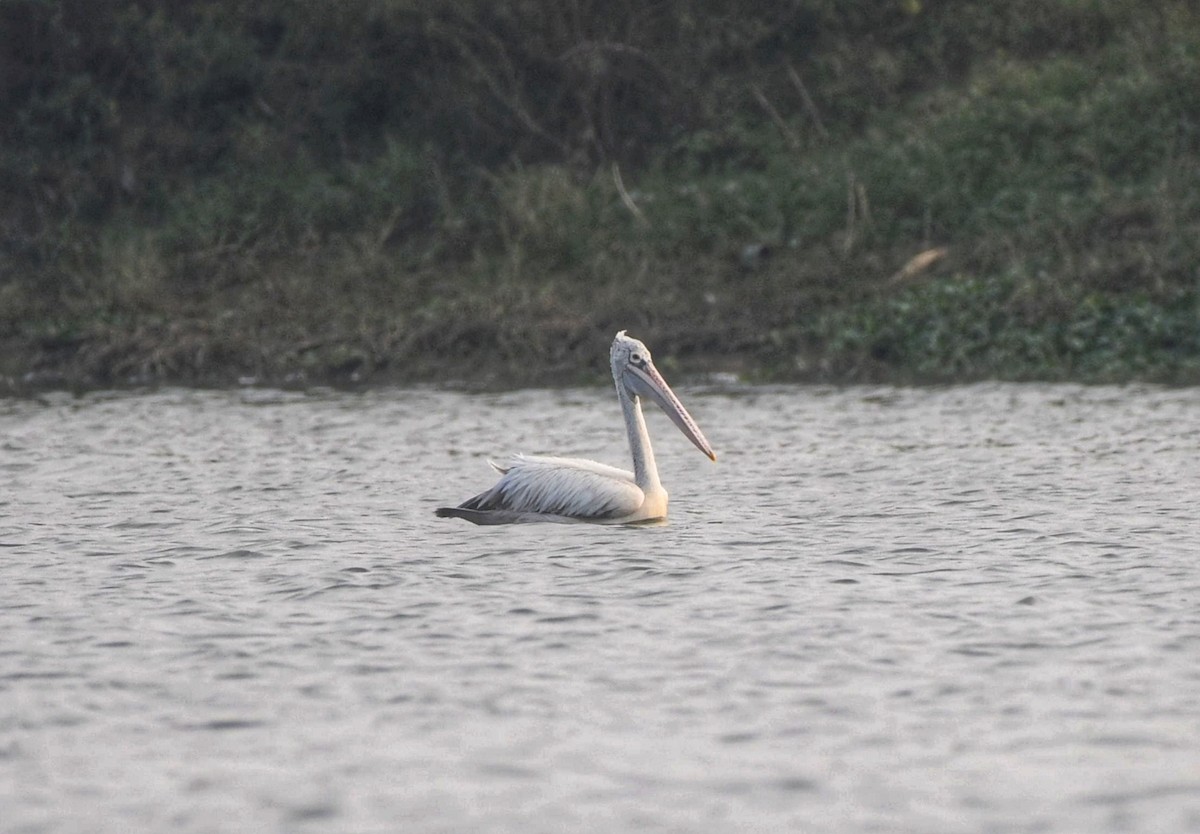 Пестроклювый пеликан - ML647414494