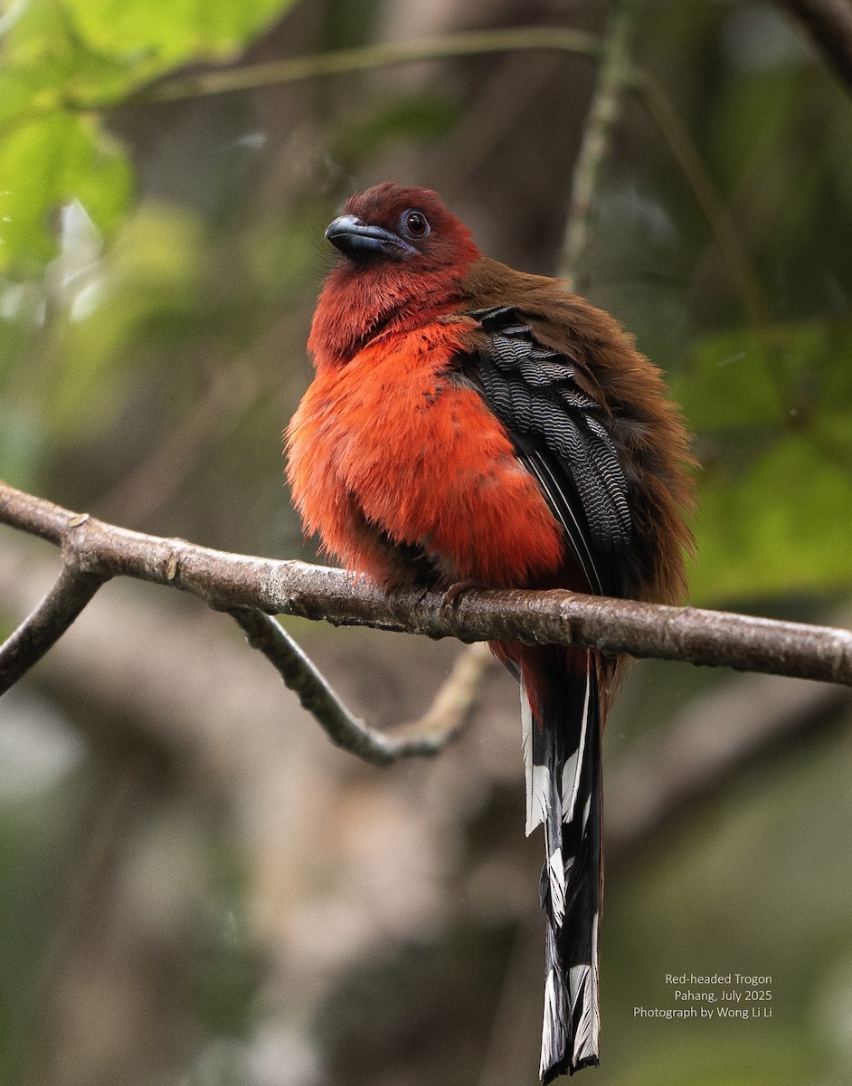 Red-headed Trogon - ML647414495