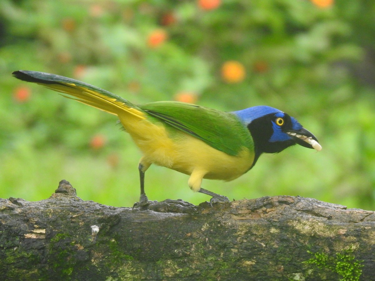 Inkablaurabe - ML647414497