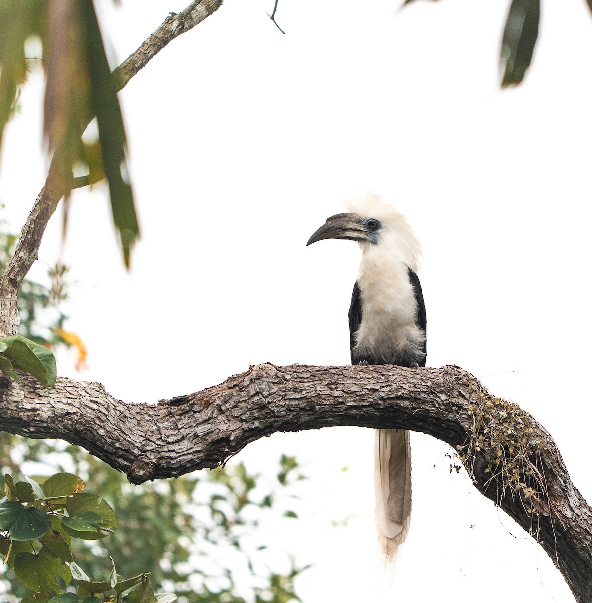 White-crowned Hornbill - ML647414500