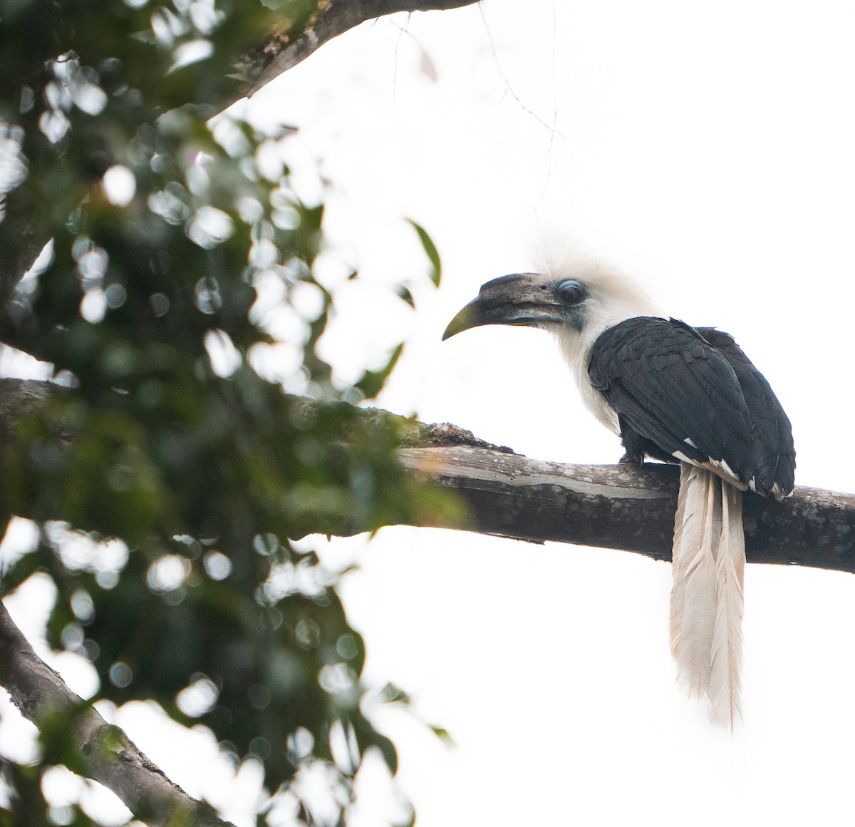White-crowned Hornbill - ML647414501