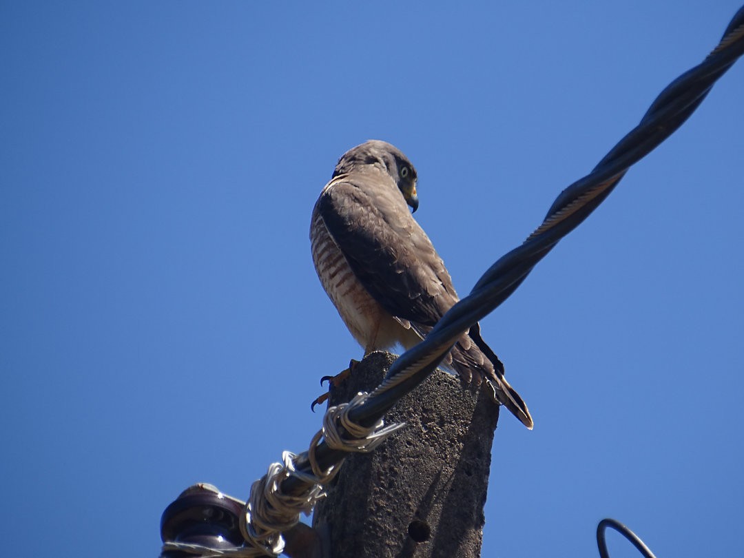 Roadside Hawk - ML647414503