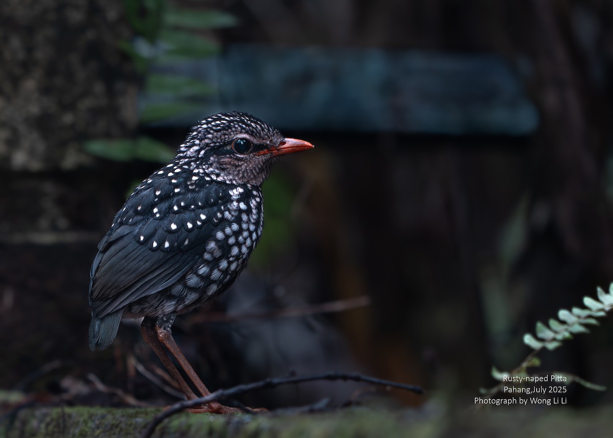 Rusty-naped Pitta - ML647414506