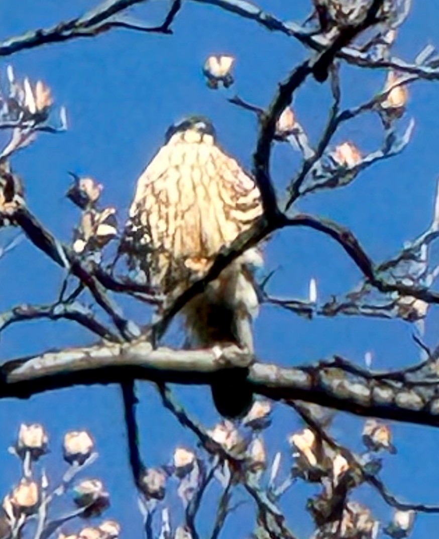 Підсоколик малий - ML647414526