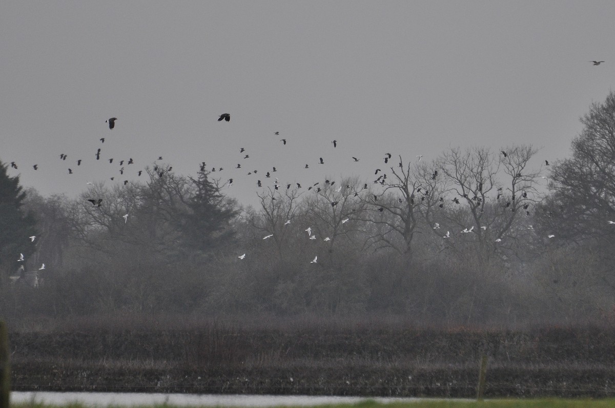 Northern Lapwing - ML647414537