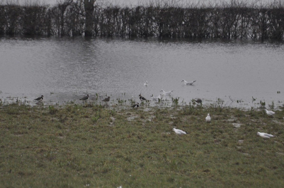 Northern Lapwing - ML647414538