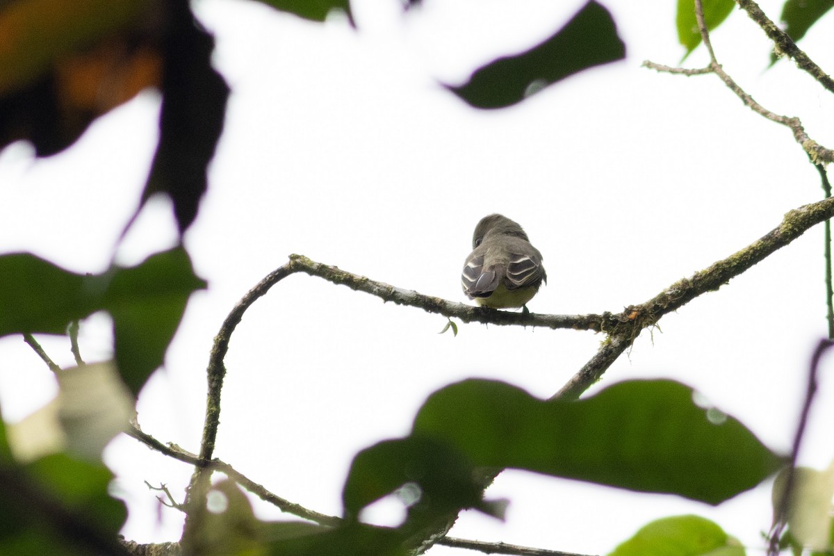 Pale-edged Flycatcher - ML647414539