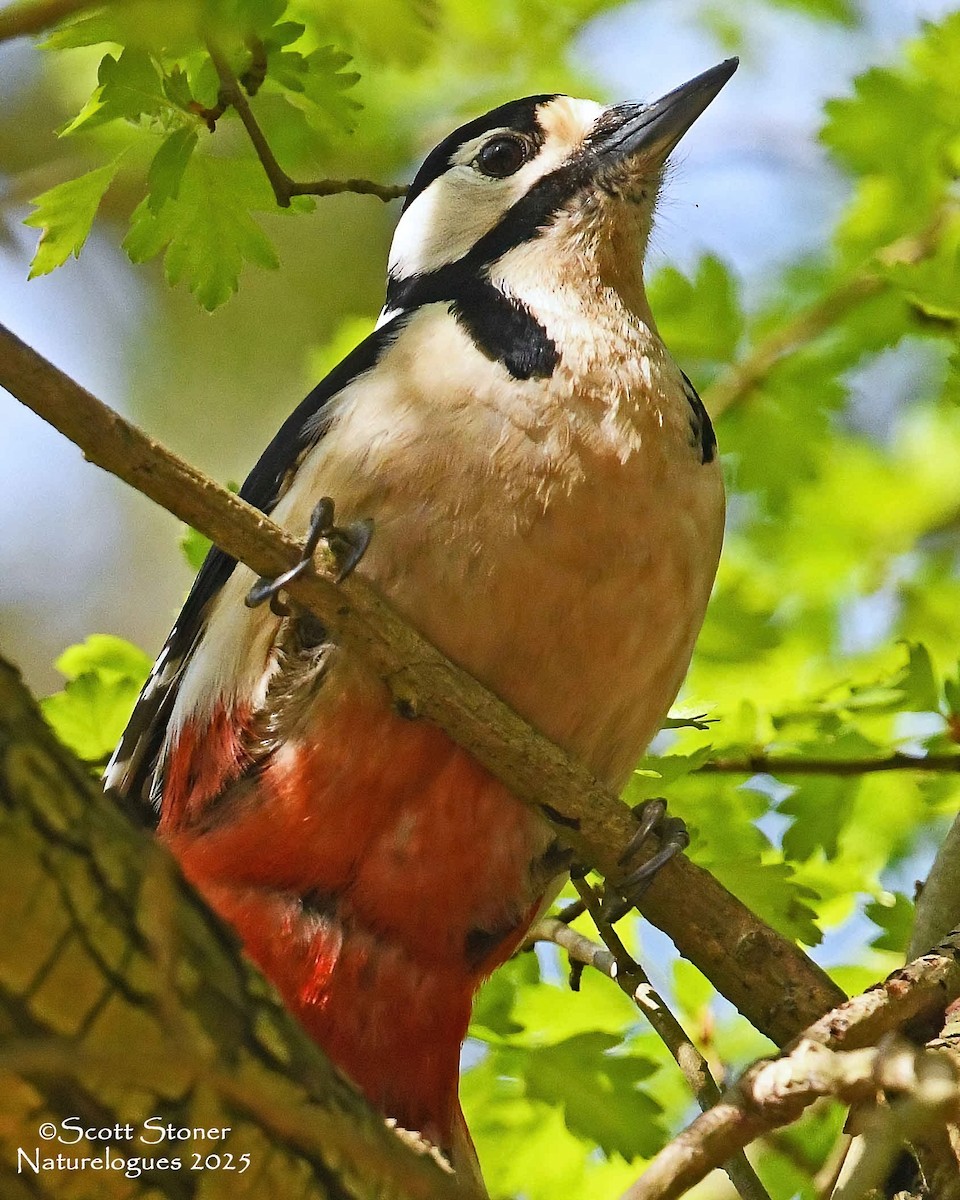Great Spotted Woodpecker - ML647414540
