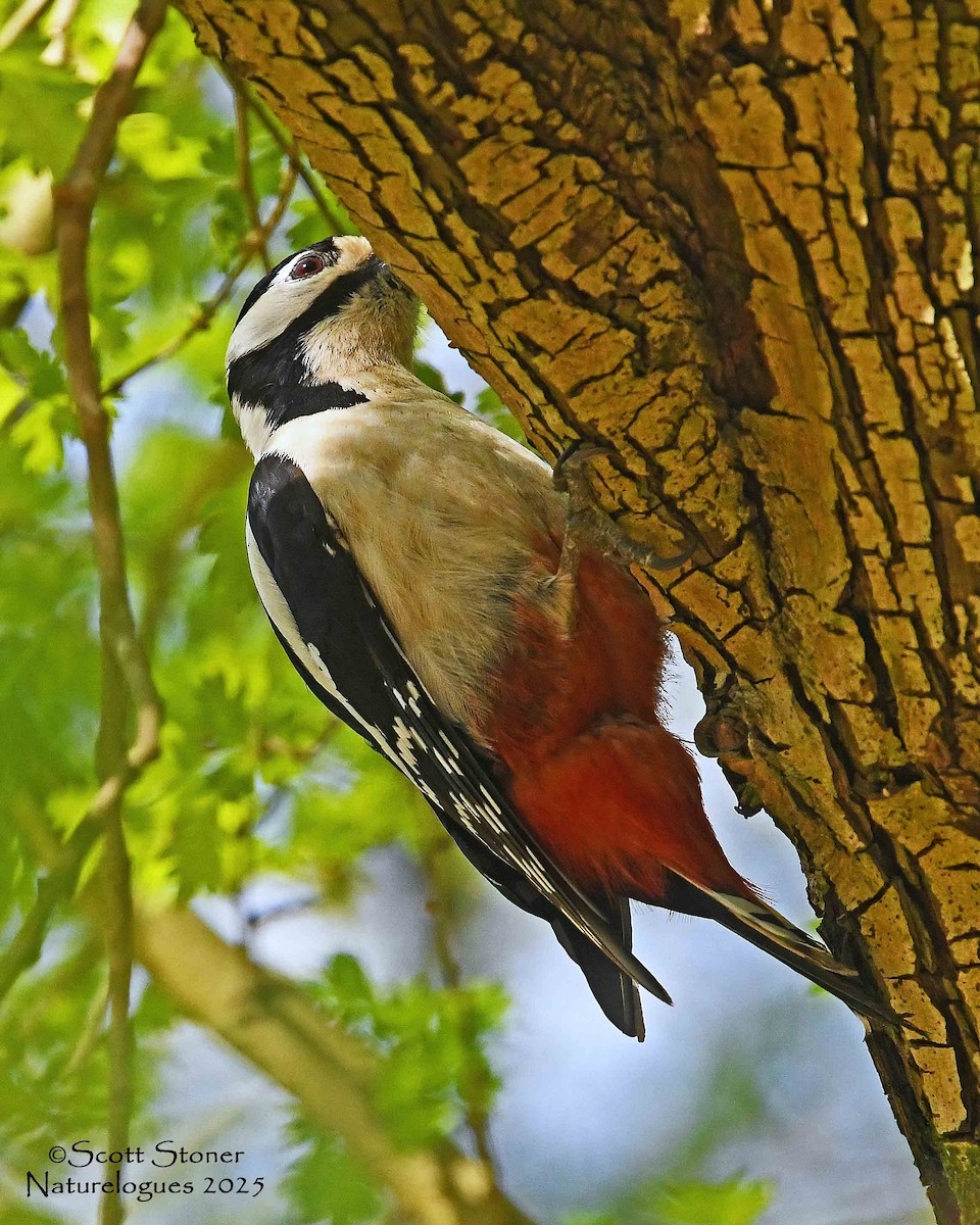 Great Spotted Woodpecker - ML647414542