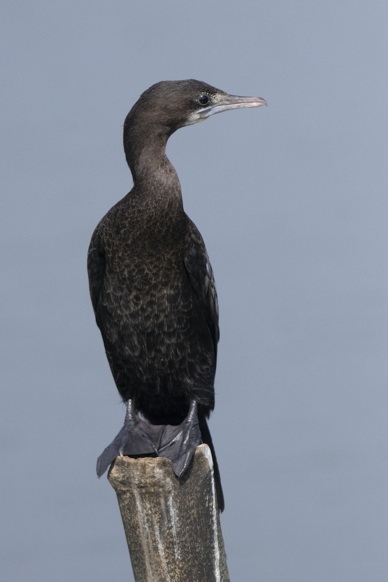 Little Cormorant - ML647414543