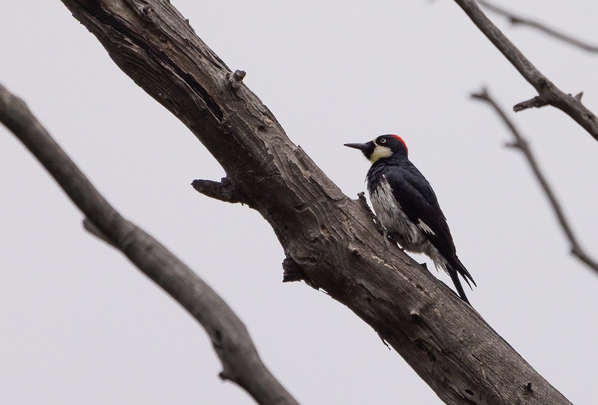 Acorn Woodpecker - ML647414544