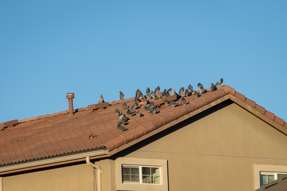 Rock Pigeon (Feral Pigeon) - ML647414545