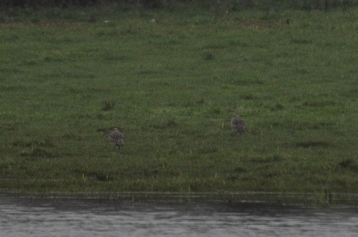 Eurasian Curlew - ML647414546