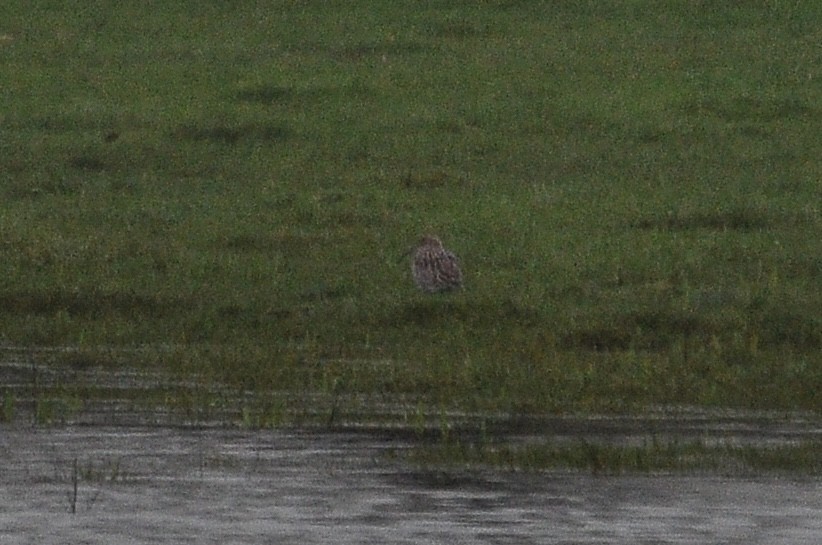 Eurasian Curlew - ML647414547