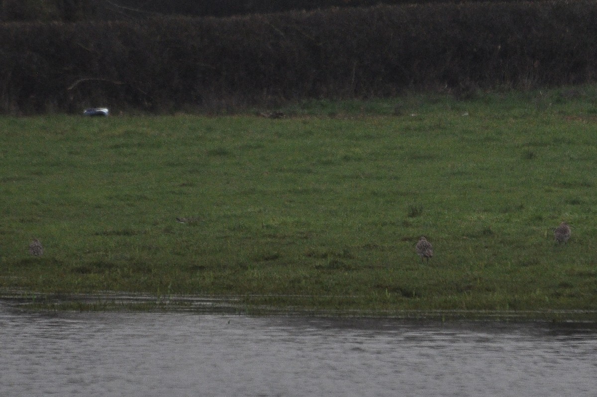 Eurasian Curlew - ML647414548