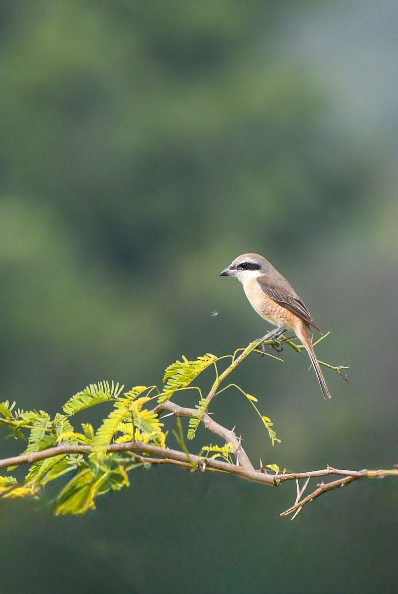 Brown Shrike - ML647414549