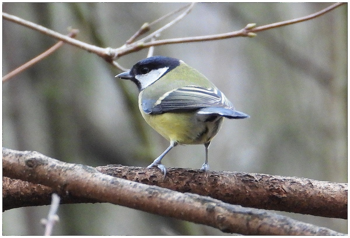 Great Tit - ML647414550