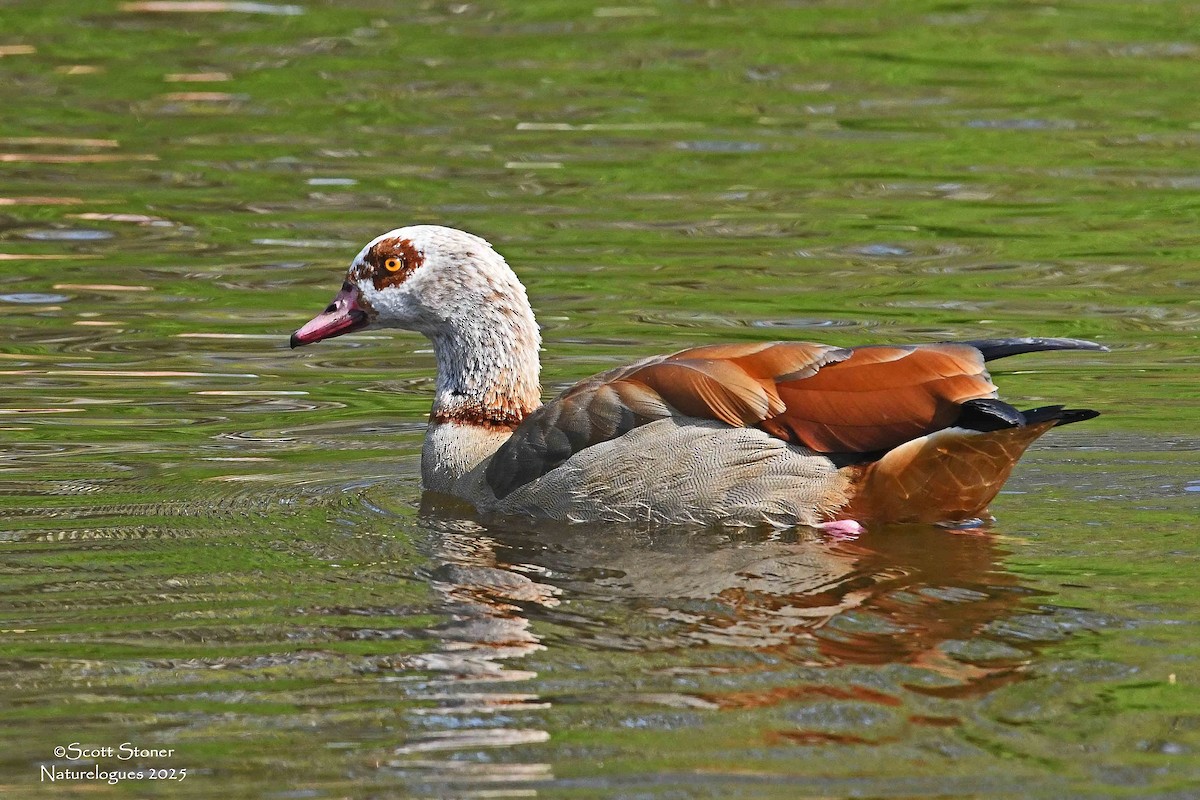 Egyptian Goose - ML647414551