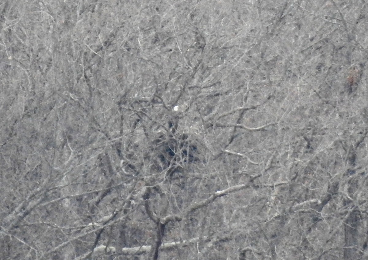 Bald Eagle - ML647414552