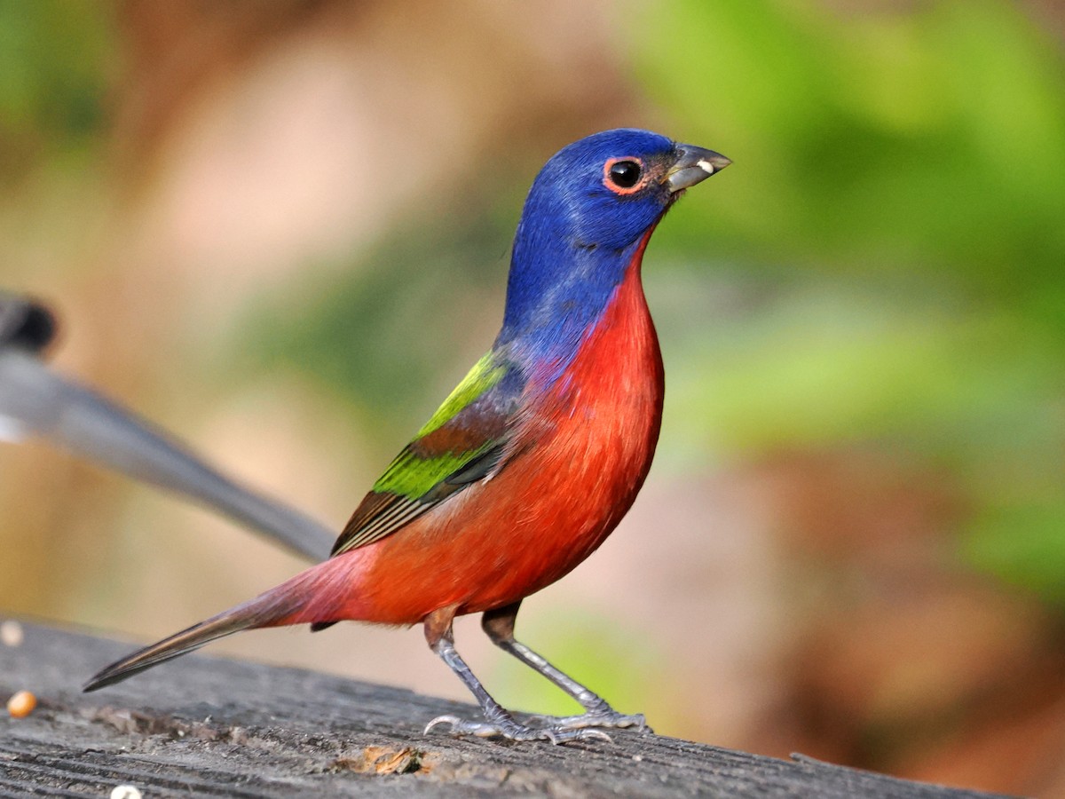 Painted Bunting - ML647414555