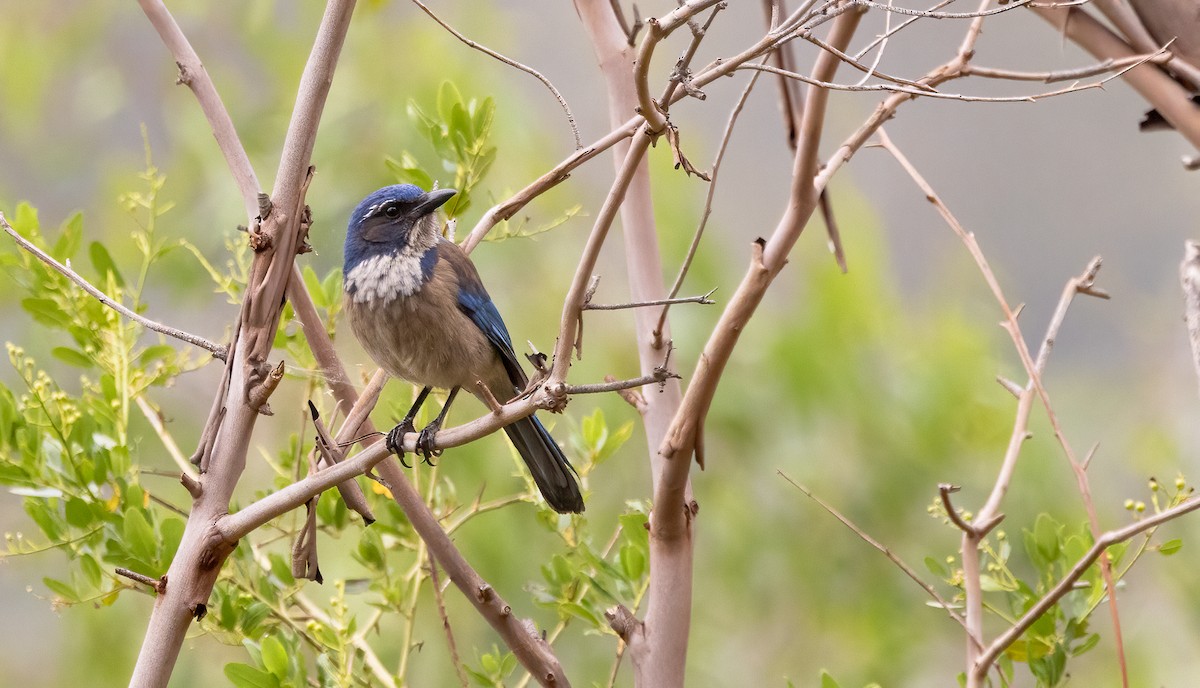 California Scrub-Jay - ML647414556