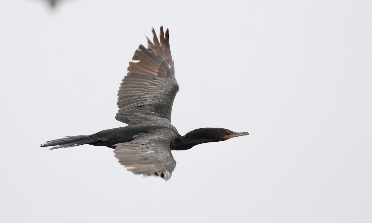 Neotropic Cormorant - ML647414557