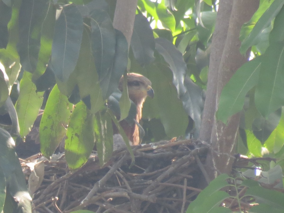 Black Kite - ML647414558