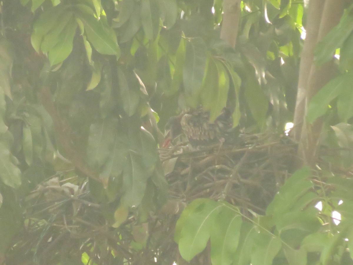 Black Kite - ML647414559