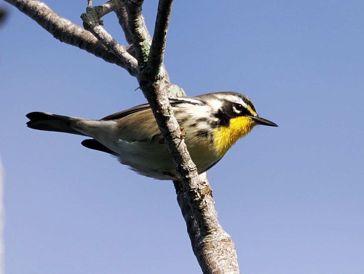 Yellow-throated Warbler - ML647414561