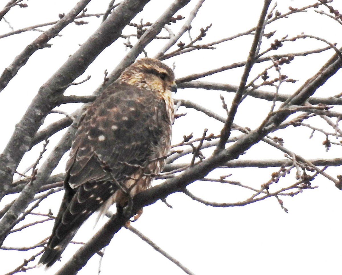 Merlin (Taiga) - ML647414562