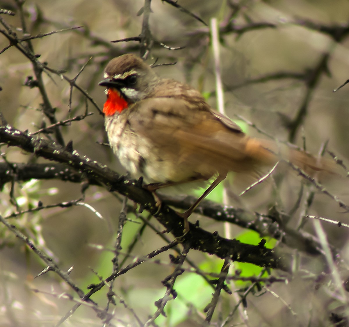 Siberian Rubythroat - ML647414563