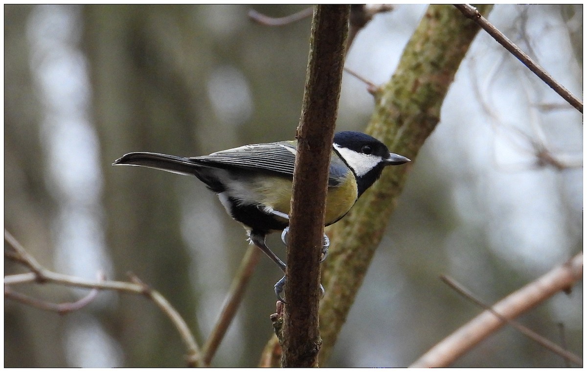Great Tit - ML647414564