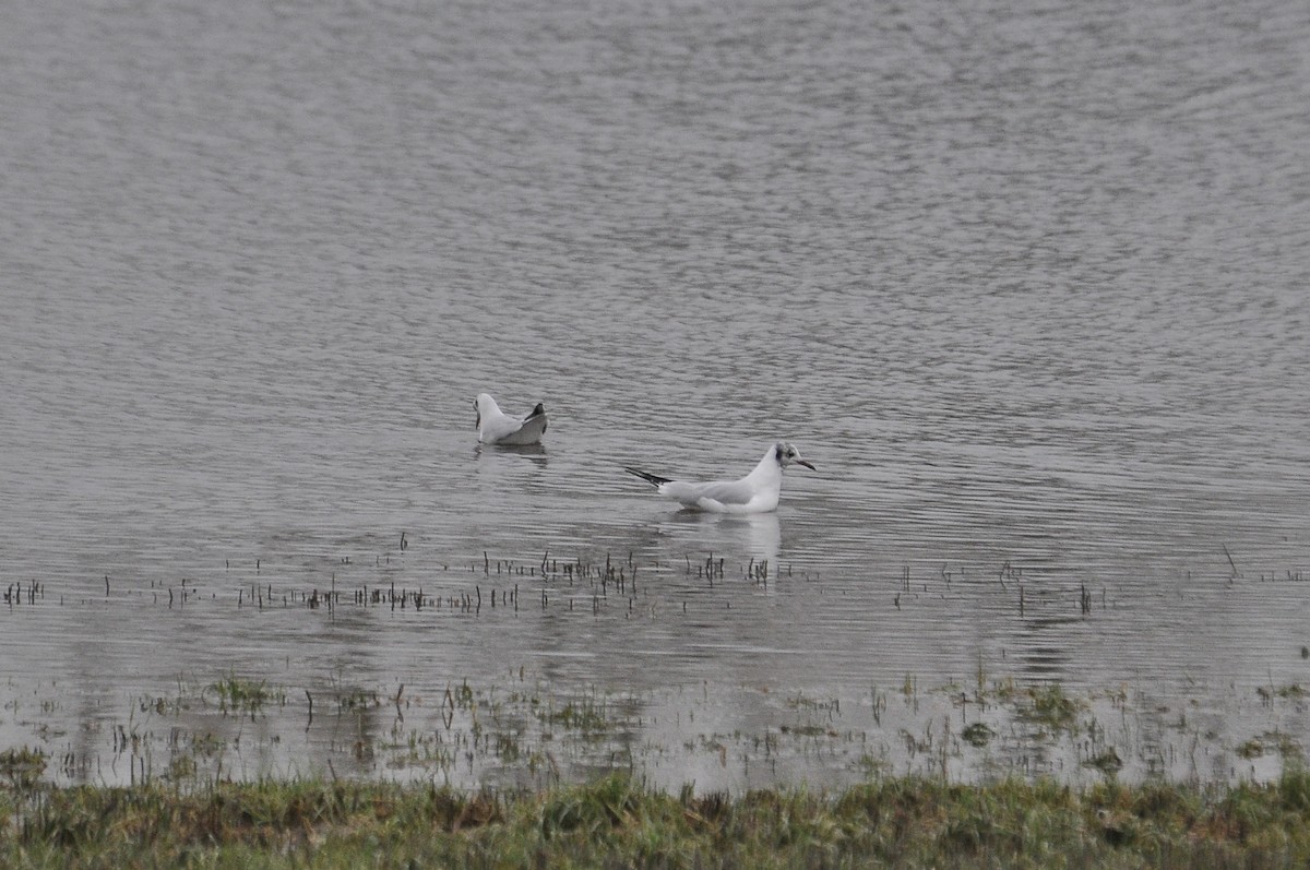 Black-headed Gull - ML647414565