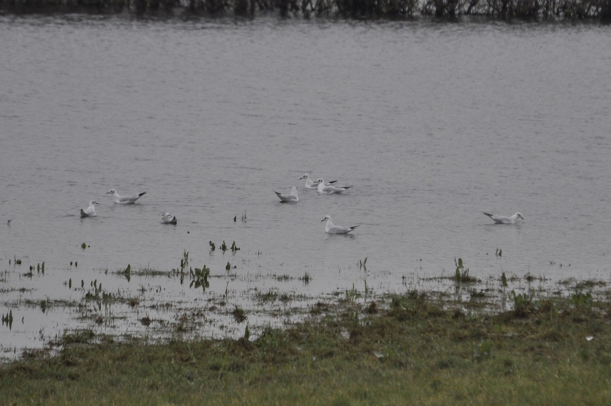 Black-headed Gull - ML647414566