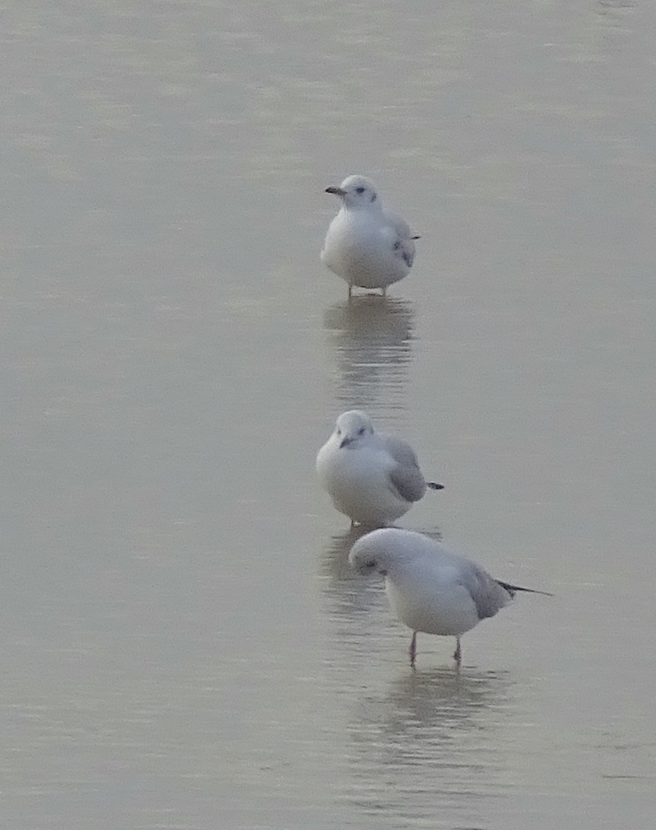 Slender-billed Gull - ML647414567