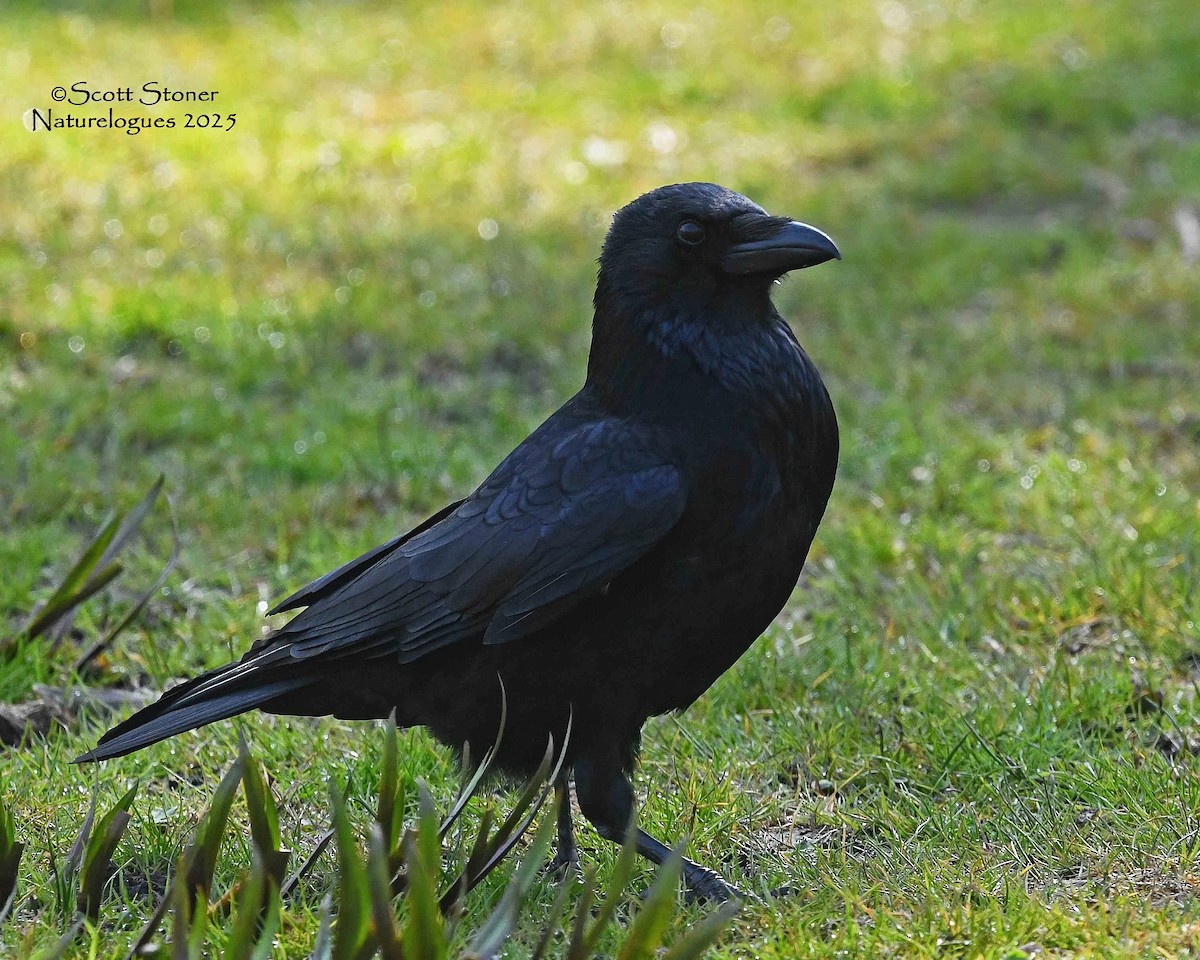 Carrion Crow - ML647414568
