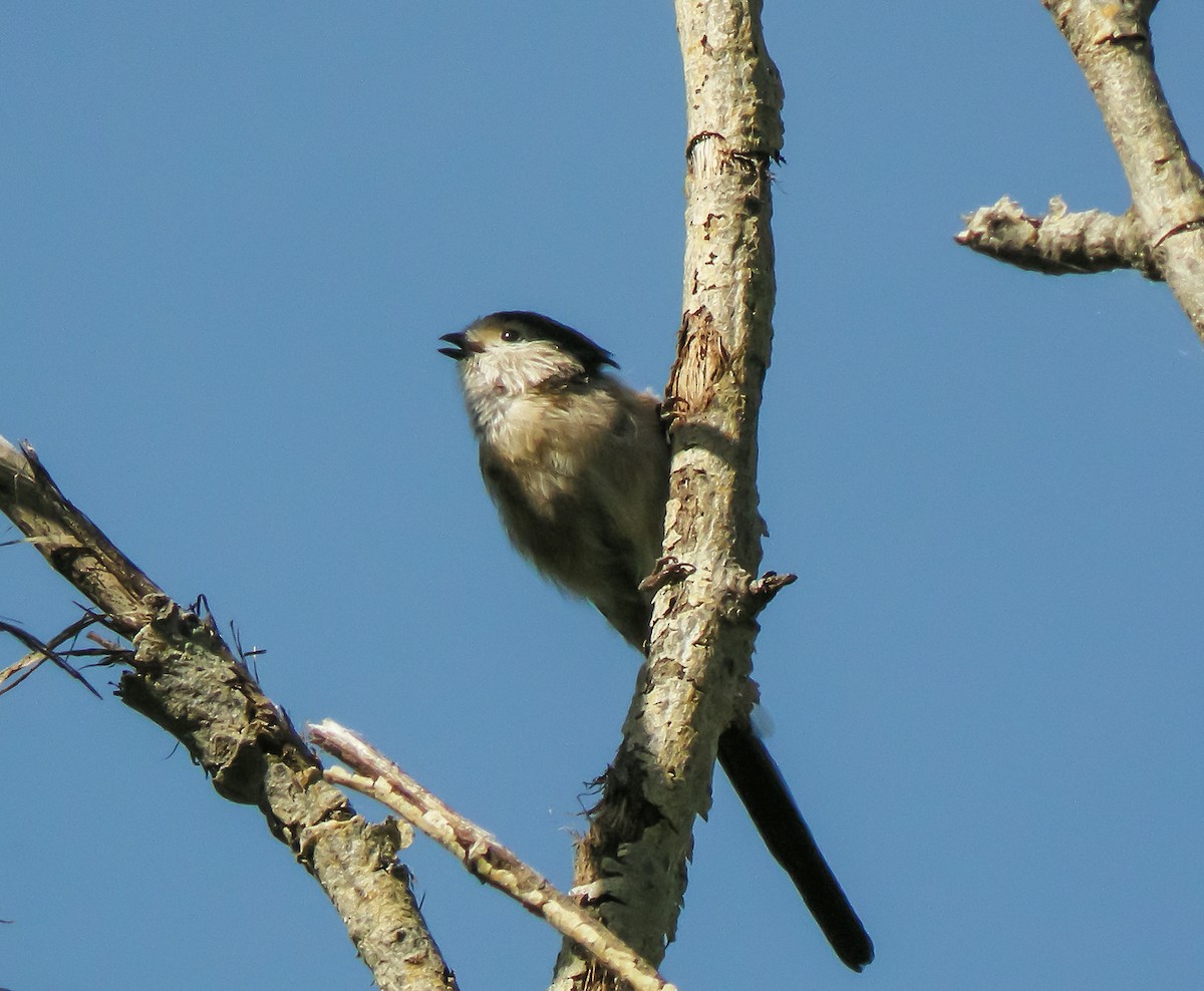 Silver-throated Tit - ML647414577