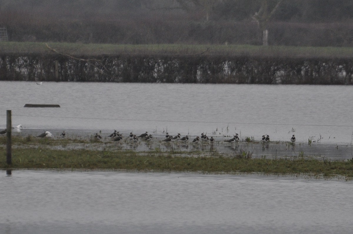 Northern Lapwing - ML647414578