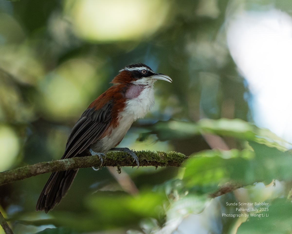 Sunda Scimitar-Babbler - ML647414580