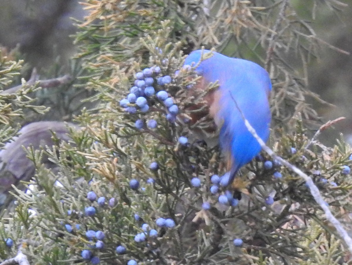 Eastern Bluebird - ML647414581