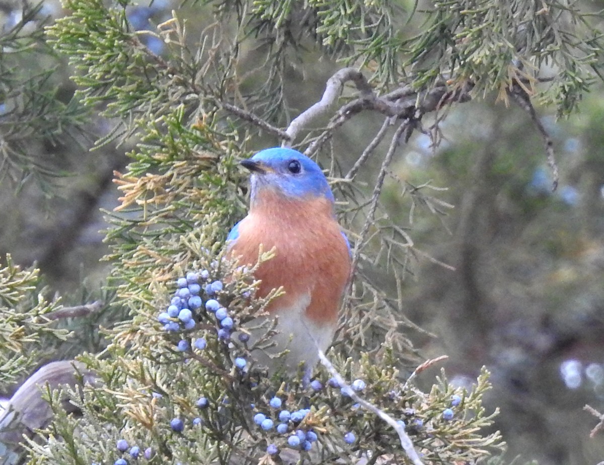 Eastern Bluebird - ML647414582