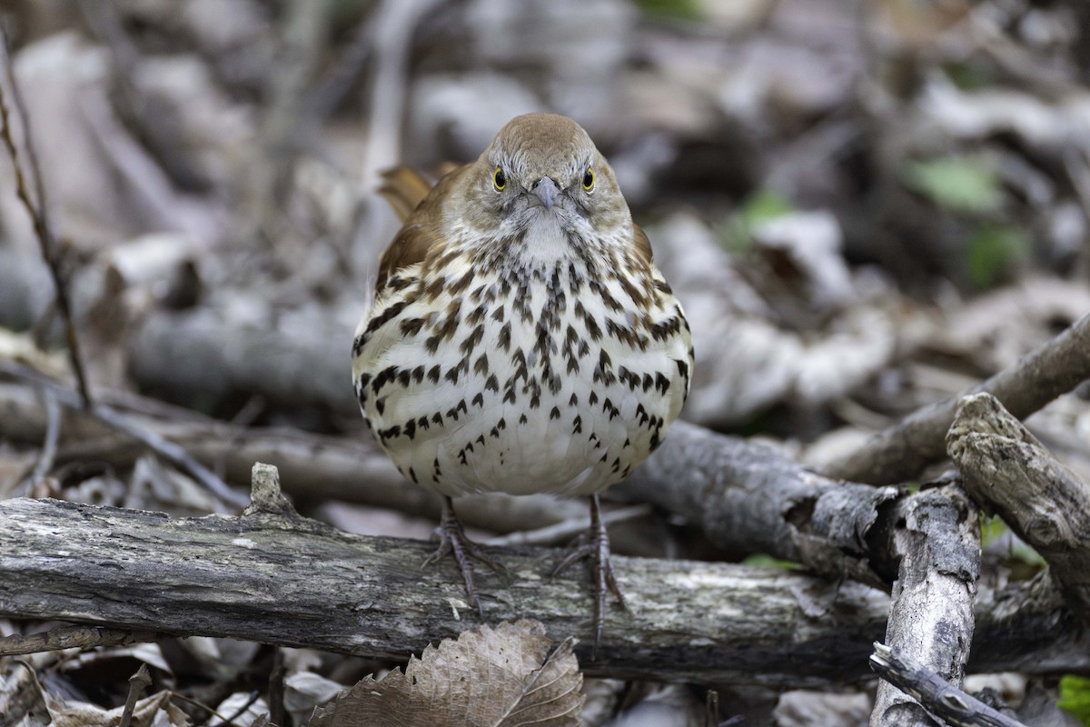 brunspottefugl - ML647414589