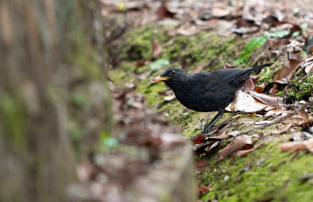 Malayan Whistling-Thrush - ML647414590