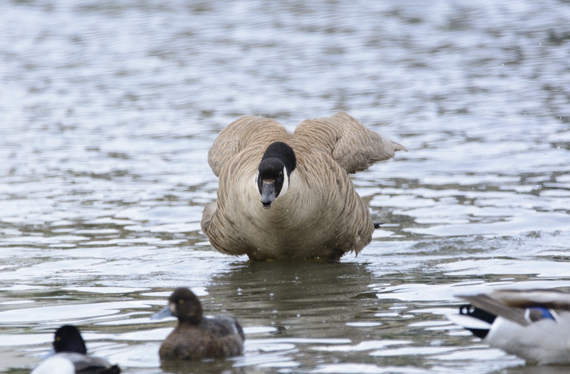Canada Goose - ML647414596