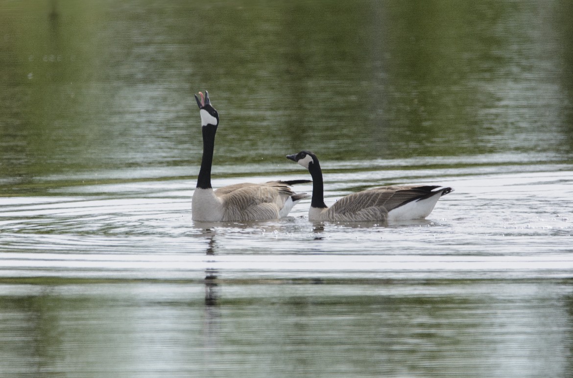 Canada Goose - ML647414597